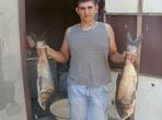 DIMAN88